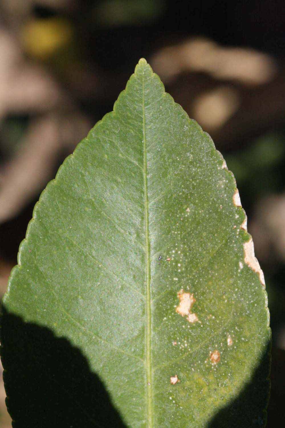              Margin (Riverside, CA)       